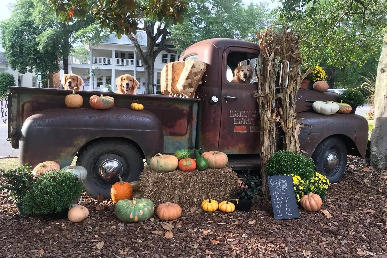 Small Town Charm - Farmers Mkt Dogs