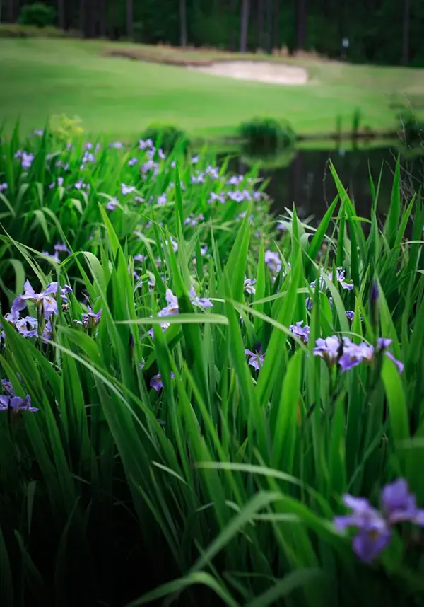 forest_creek_flowers_optimized-1074x1536