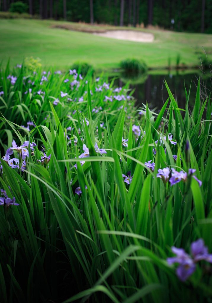 Purple wildflowers growing beside a pond with a golf green and bunker blurred in the background at Forest Creek Golf Club